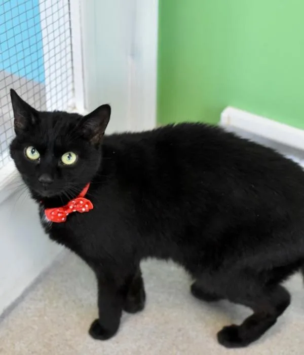 An adult medium-sized male Black Domestic Short Hair cat named Tomato for adoption in Marietta, GA