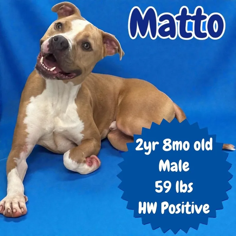 Matto