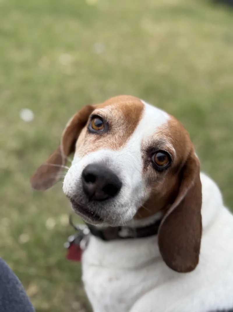 An adult medium-sized male Beagle dog named Huxley for adoption in Phoenix, AZ