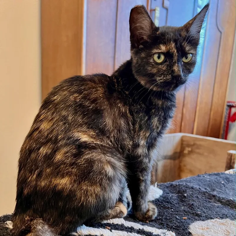 A baby small-sized female Domestic Short Hair cat named Lola for adoption in Coos Bay, OR