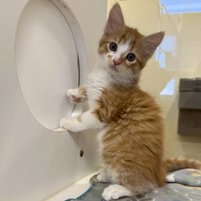 A baby small-sized male Orange / Red Domestic Medium Hair cat named Jester for adoption in Beaumont, TX