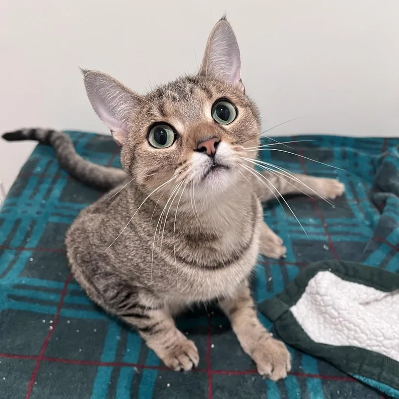 A young small-sized female Domestic Short Hair cat named Penelope for adoption in Arlington Heights, IL