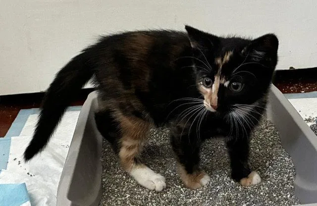 A baby medium-sized female Domestic Short Hair cat named Silvia for adoption in Broomall, PA