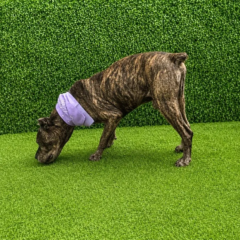 Kane thumbnail 2