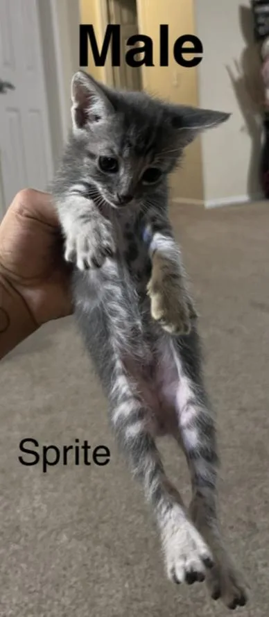 A baby small-sized male Domestic Short Hair cat named Sprite for adoption in Tracy, CA