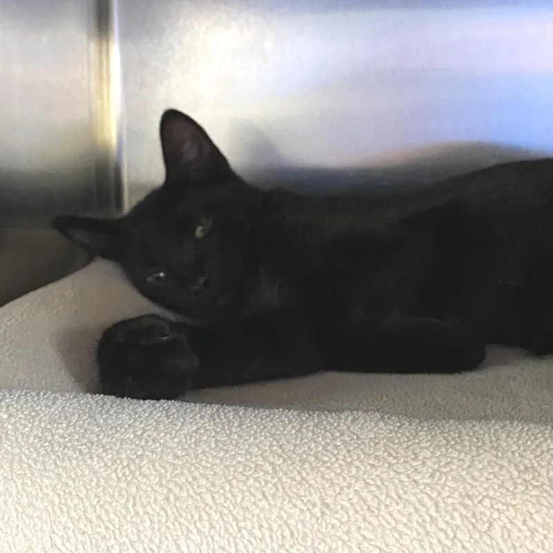 A baby small-sized male Black Domestic Short Hair cat named Sable for adoption in Grand Rapids, MI