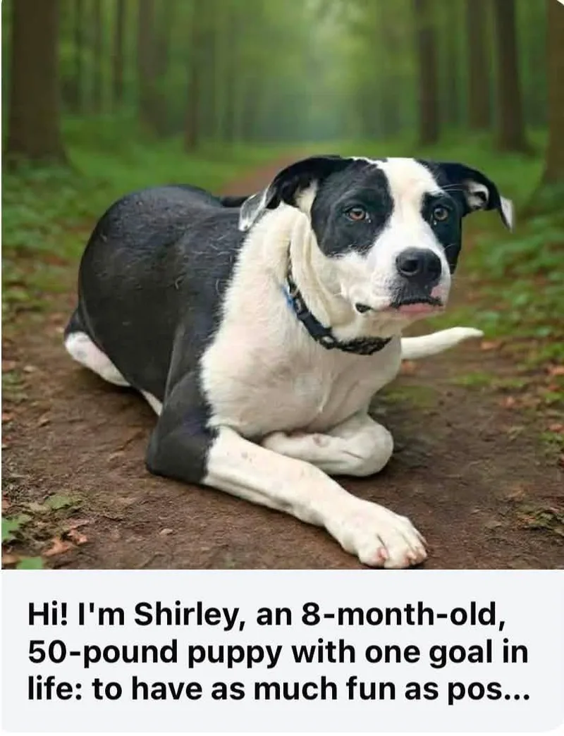 A young medium-sized female Black Mixed Breed dog named Shirley Puppy for adoption in Ossining, NY