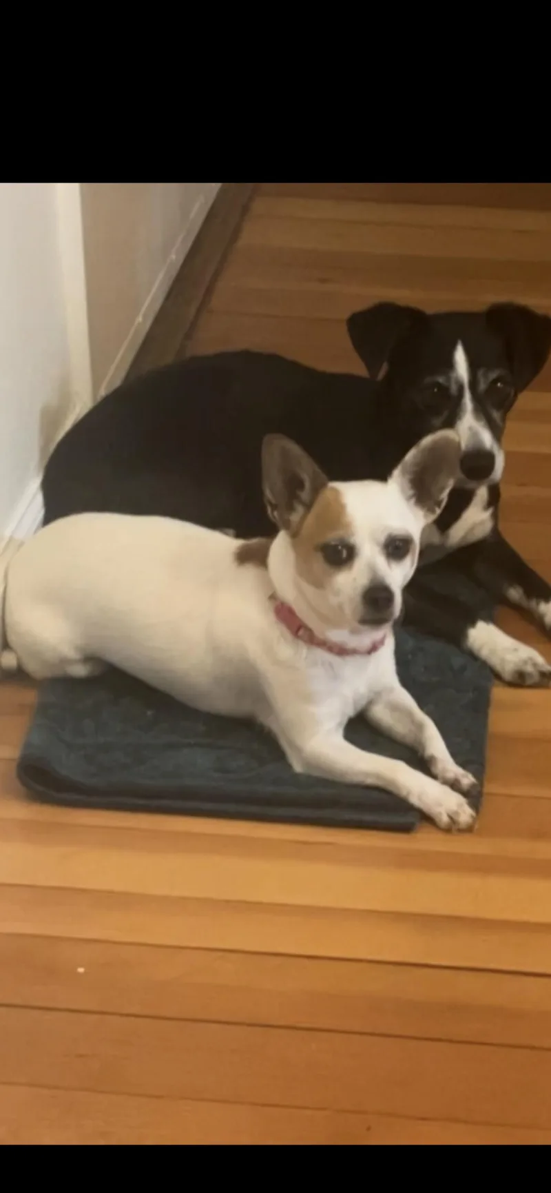 A young small-sized female Apricot / Beige Chihuahua dog named Cookie for adoption in Hamden, CT