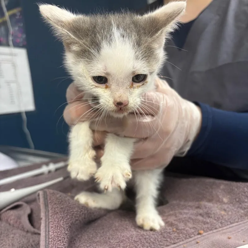 A baby small-sized male Gray / Blue / Silver Domestic Short Hair cat named Rubix for adoption in Newark, NJ