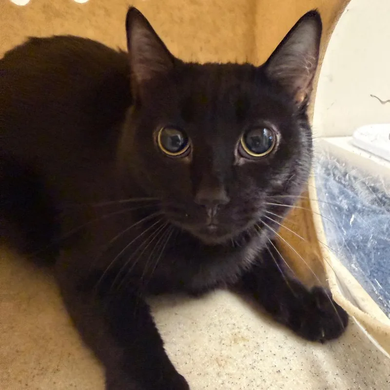 An adult medium-sized female Black Domestic Short Hair cat named Galaxy for adoption in Reno, NV