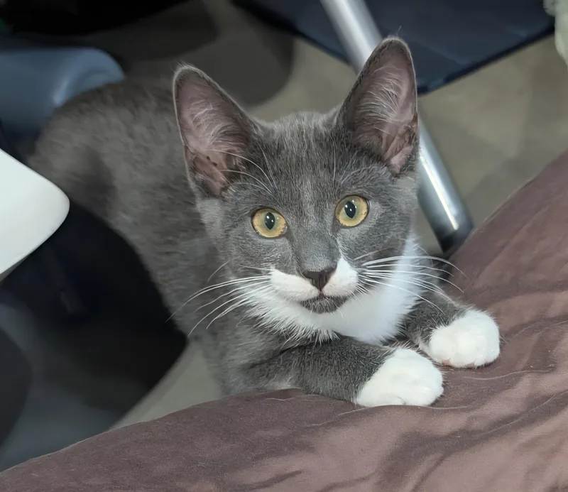 A baby medium-sized female Gray & White Domestic Short Hair cat named Shadow for adoption in Blaine, MN