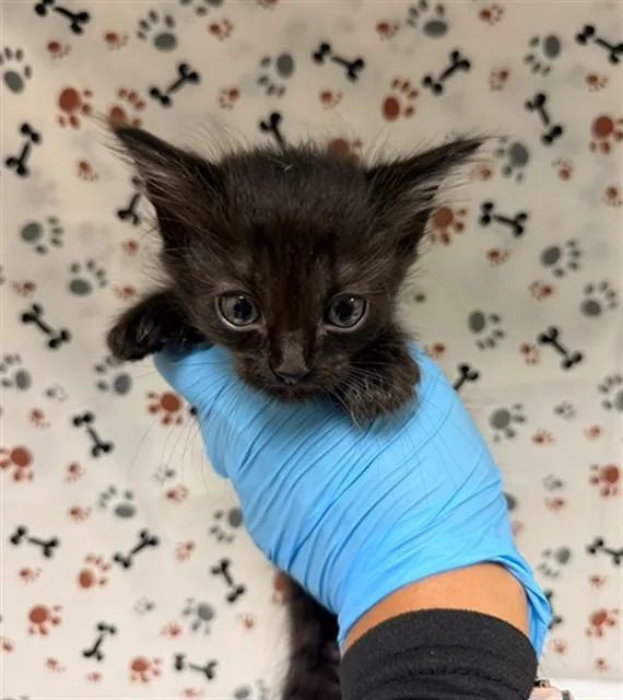 A baby small-sized female Domestic Short Hair cat named A for adoption in Riverside, CA