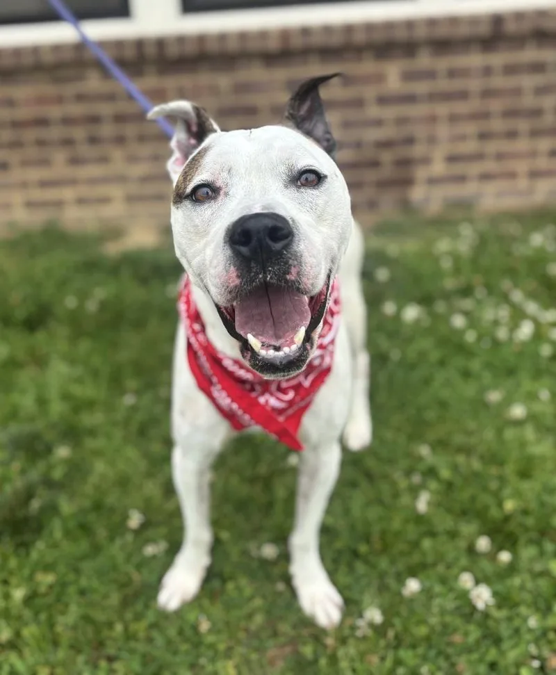 An adult medium-sized male Pit Bull Terrier dog named Rex for adoption in Dickson, TN