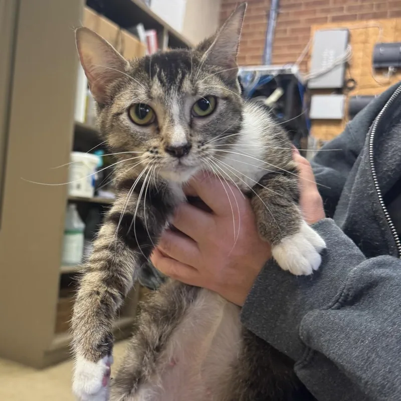 An adult medium-sized female Brown / Chocolate Domestic Short Hair cat named Daria for adoption in Birmingham, AL