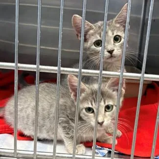 A baby small-sized female Gray / Blue / Silver Domestic Short Hair cat named Porsche for adoption in Austin, TX