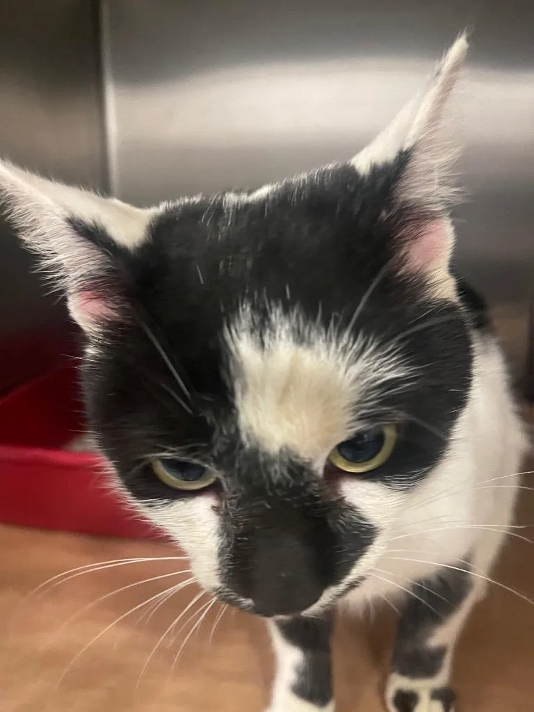 A young large-sized male Domestic Short Hair cat named Lacy for adoption in Cartersville , GA