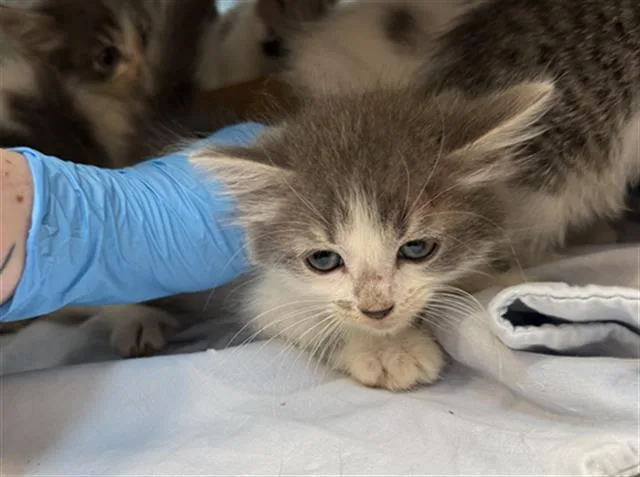 A baby small-sized female Domestic Medium Hair cat named Boo for adoption in Baytown, TX