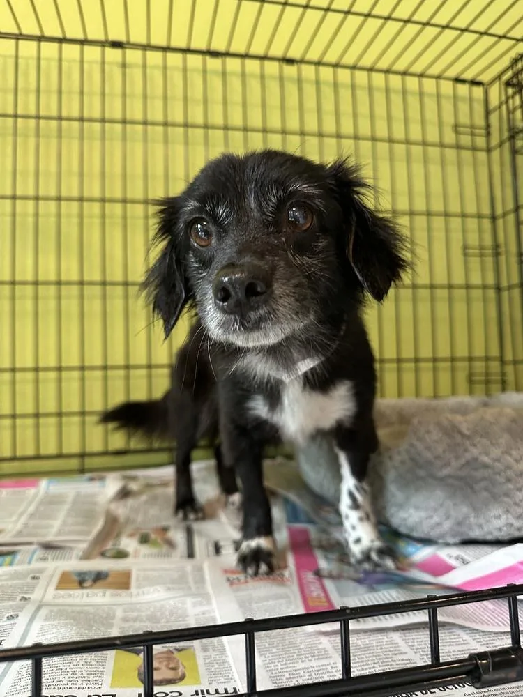 An adult small-sized male Tricolor (Brown, Black, & White) Chihuahua dog named Oreo for adoption in Manhattan, NY