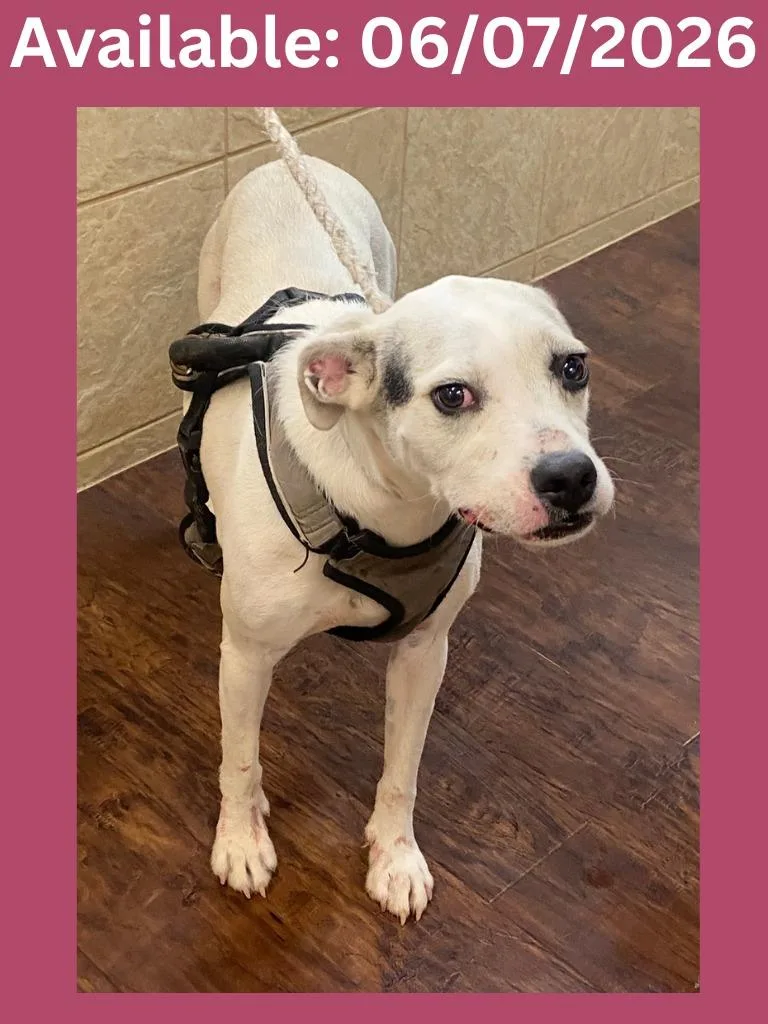 A young large-sized female Terrier dog named Dog Kennel  Ariel for adoption in Greenville, TX