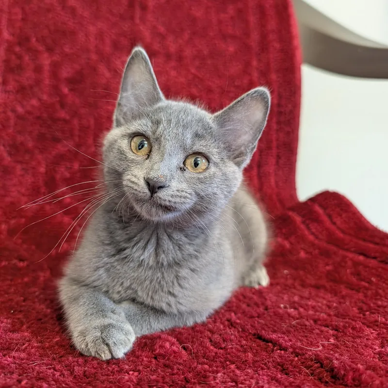 A baby medium-sized female Gray / Blue / Silver Domestic Short Hair cat named Guppy for adoption in Waynesville, NC
