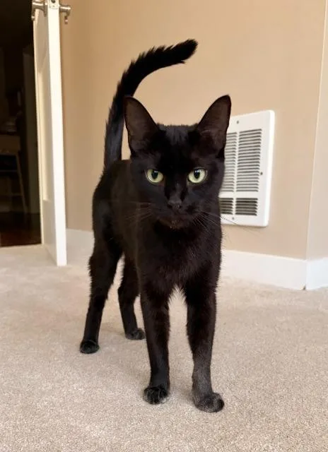 An adult medium-sized female Domestic Short Hair cat named Leanna for adoption in Shoreline, WA