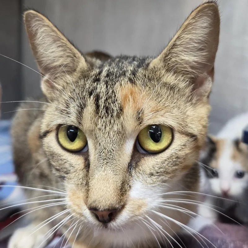 An adult medium-sized female Torbie Domestic Short Hair cat named Momma Consomme for adoption in Leander, TX