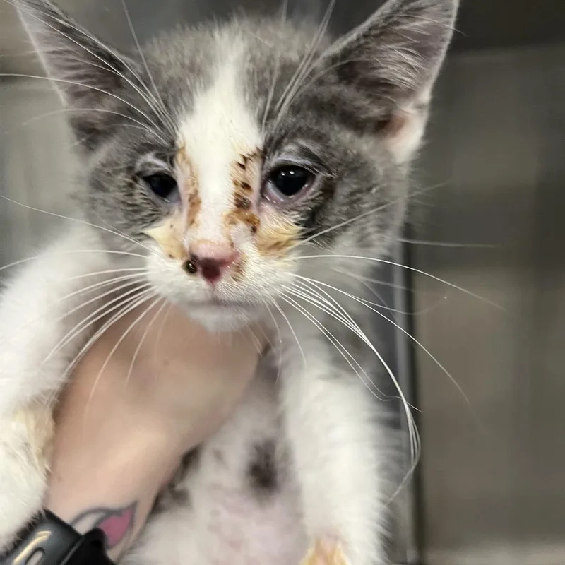A baby small-sized male Gray / Blue / Silver Domestic Short Hair cat named Bob for adoption in Greensboro, NC