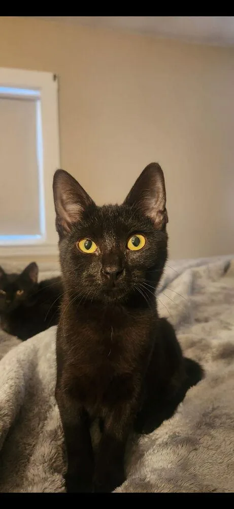 A baby small-sized female Domestic Short Hair cat named Squeak for adoption in Duxbury, MA