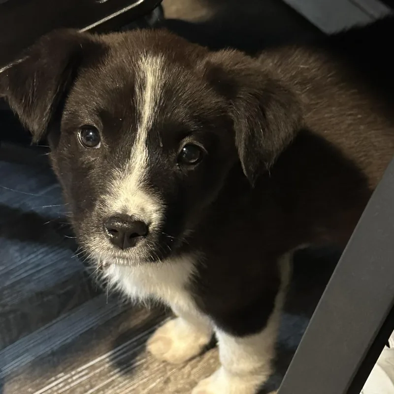 Silverguard thumbnail 2