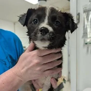 Silverguard thumbnail 3