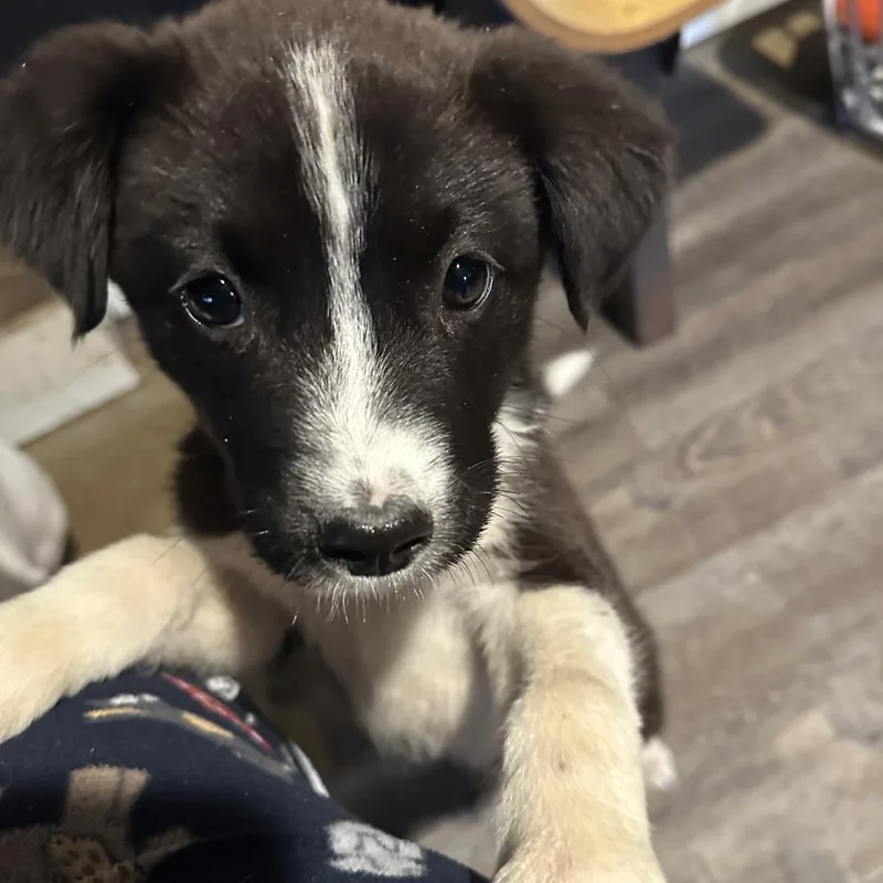 Silverguard thumbnail 4