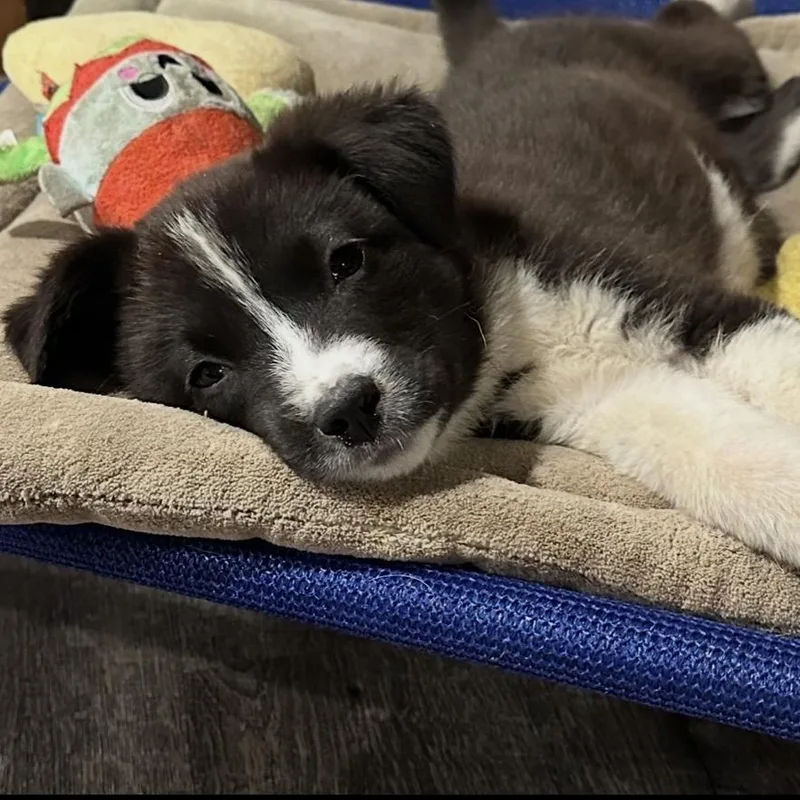 Silverguard thumbnail 5