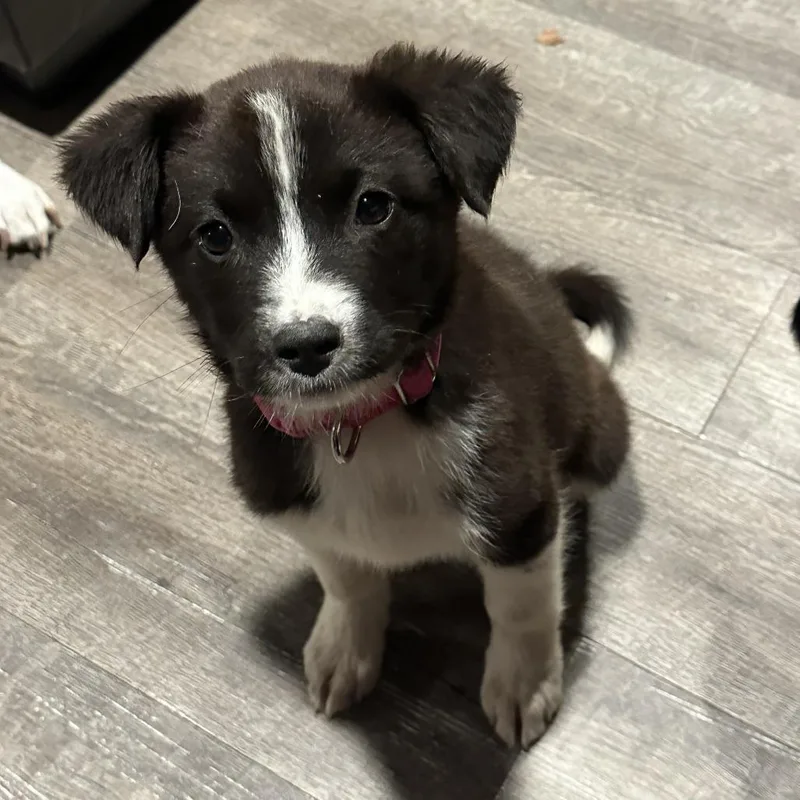 Silverguard thumbnail 6