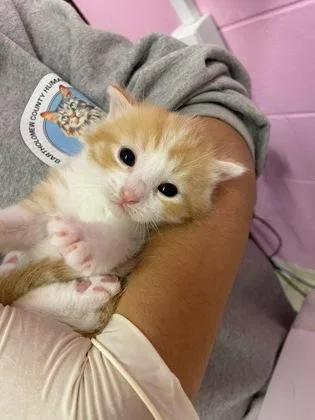 A baby small-sized male Domestic Short Hair cat named Bowtie for adoption in Columbus, IN