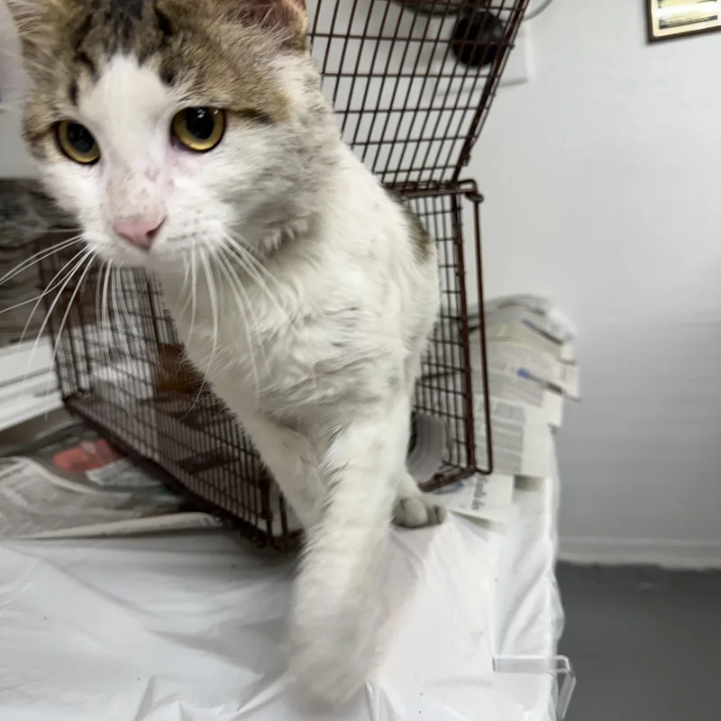 An adult medium-sized male White Domestic Short Hair cat named Pick Pocket for adoption in Las Vegas, NV