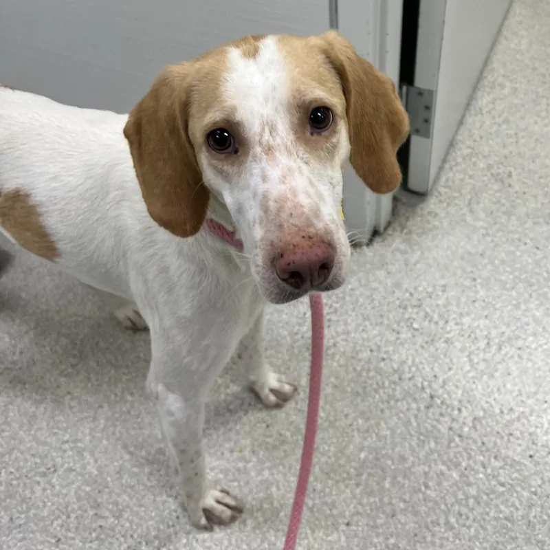 An adult medium-sized female White / Cream Treeing Walker Coonhound dog named Miranda for adoption in Novelty, OH