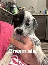 A baby large-sized female Australian Cattle Dog / Blue Heeler dog named Cream Ale for adoption in Newport, KY
