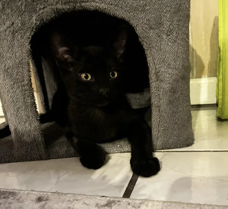 A baby medium-sized male Black Domestic Short Hair cat named Boston Bear Hollanov for adoption in Chandler, AZ