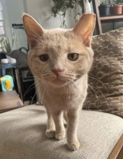 An adult small-sized female Domestic Short Hair cat named Winx for adoption in West Chester, PA
