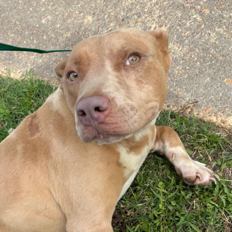 An adult medium-sized female Yellow / Tan / Blond / Fawn Mixed Breed dog named Bonnie for adoption in Memphis, TN