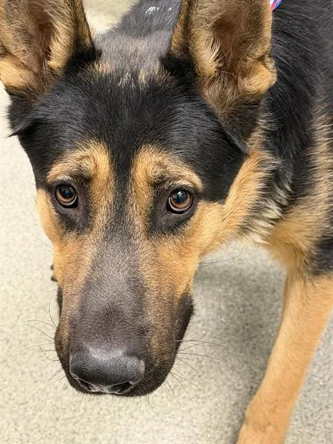A young large-sized male German Shepherd Dog dog named Lawrence for adoption in Las Vegas, NV