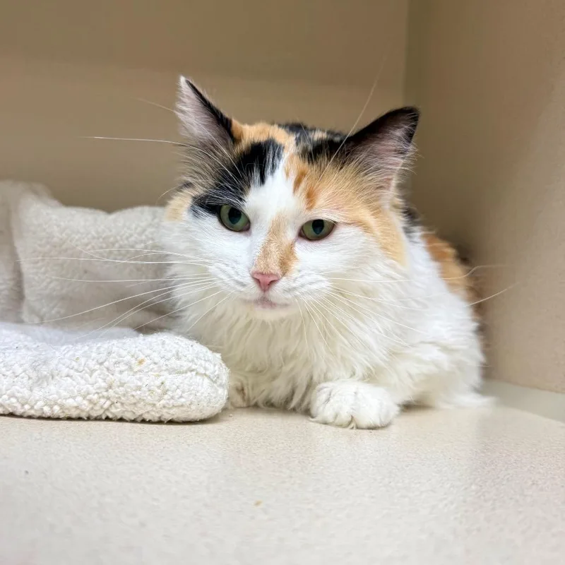 An adult large-sized female Domestic Long Hair cat named Gracie for adoption in Great Falls, MT