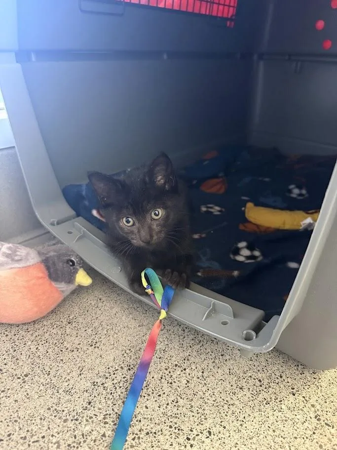 A baby medium-sized female Black Domestic Short Hair cat named Ashling for adoption in Berkeley, CA