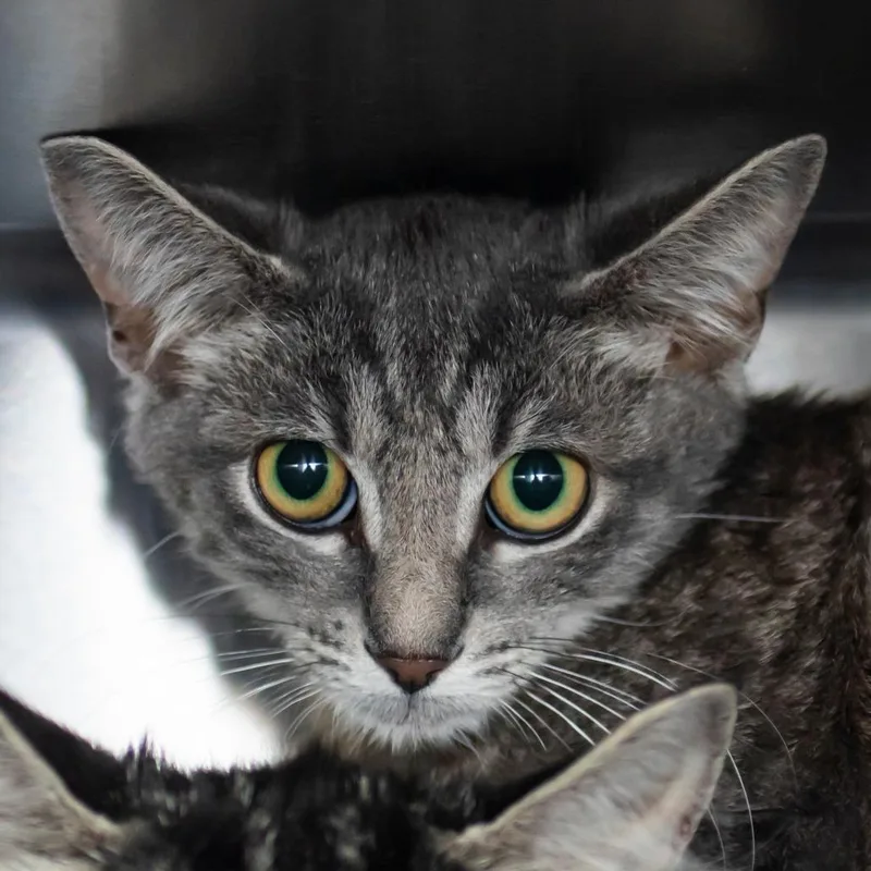 A young small-sized male Gray / Blue / Silver Domestic Short Hair cat named Warren for adoption in Middletown, RI