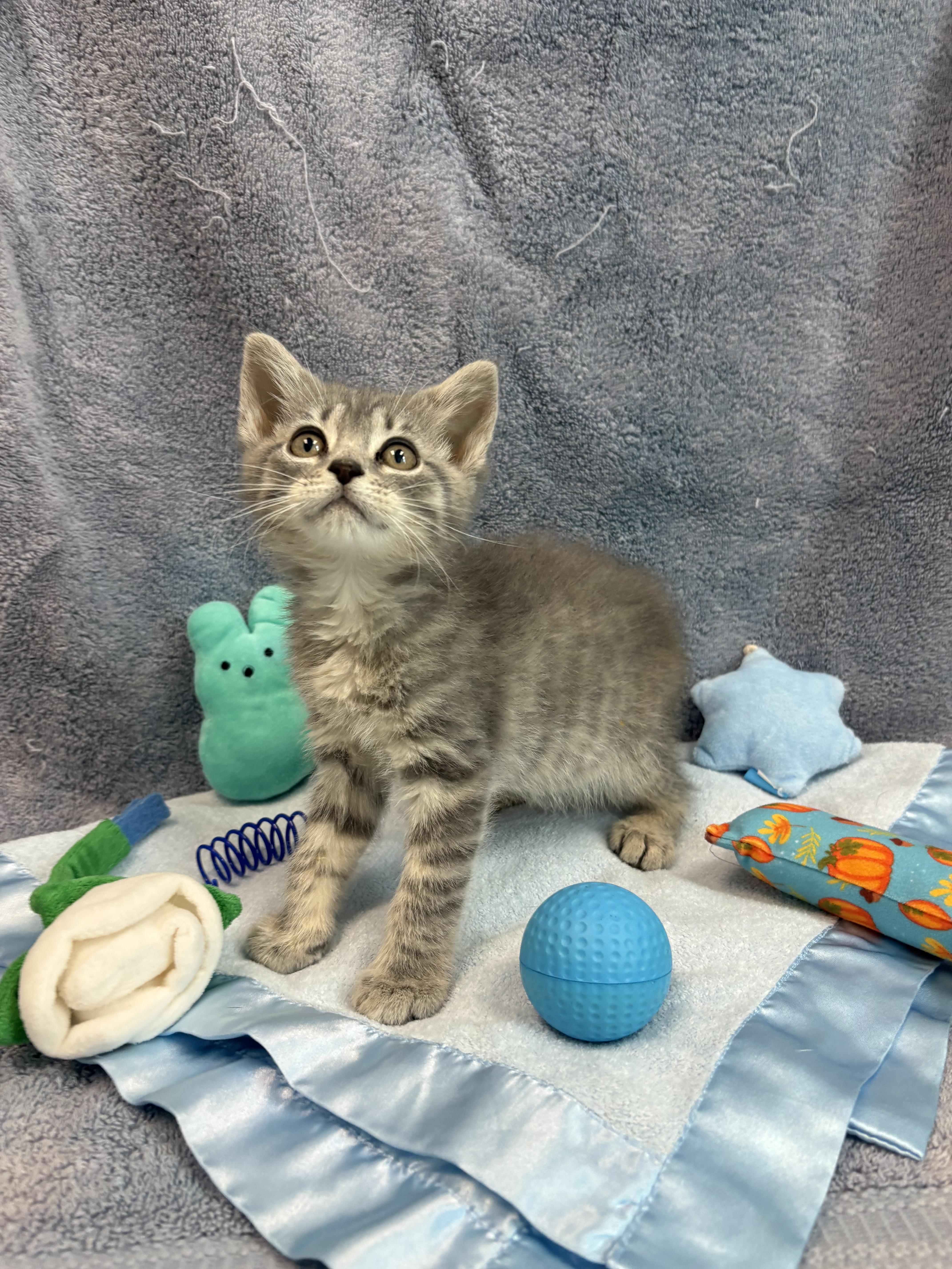 A baby medium-sized male American Bobtail cat named Grizzly for adoption in Bear, DE