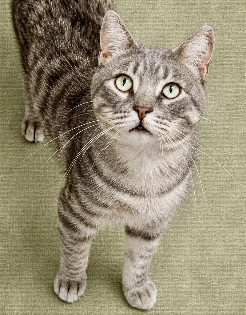 A young medium-sized male Tabby cat named Norris  Willow Grove for adoption in Greenville, DE