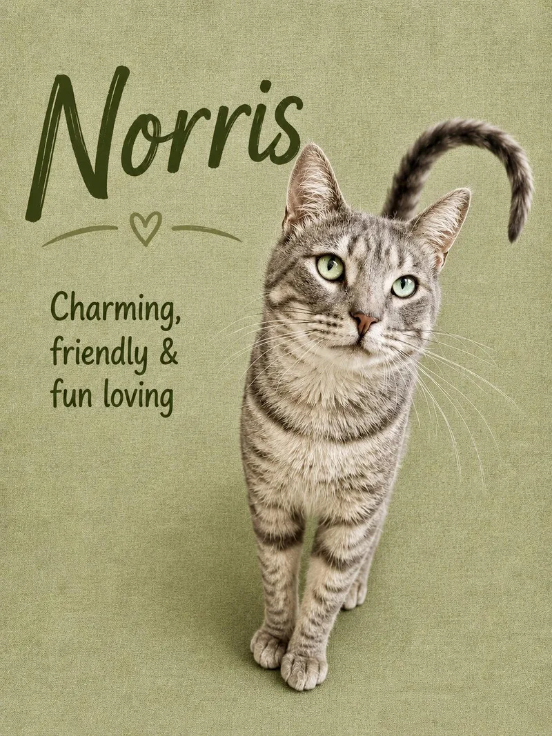 Norris  Willow Grove thumbnail 2