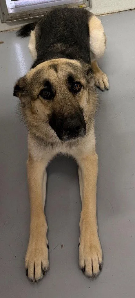 An adult medium-sized male Shepherd dog named Luke for adoption in Saint George, UT