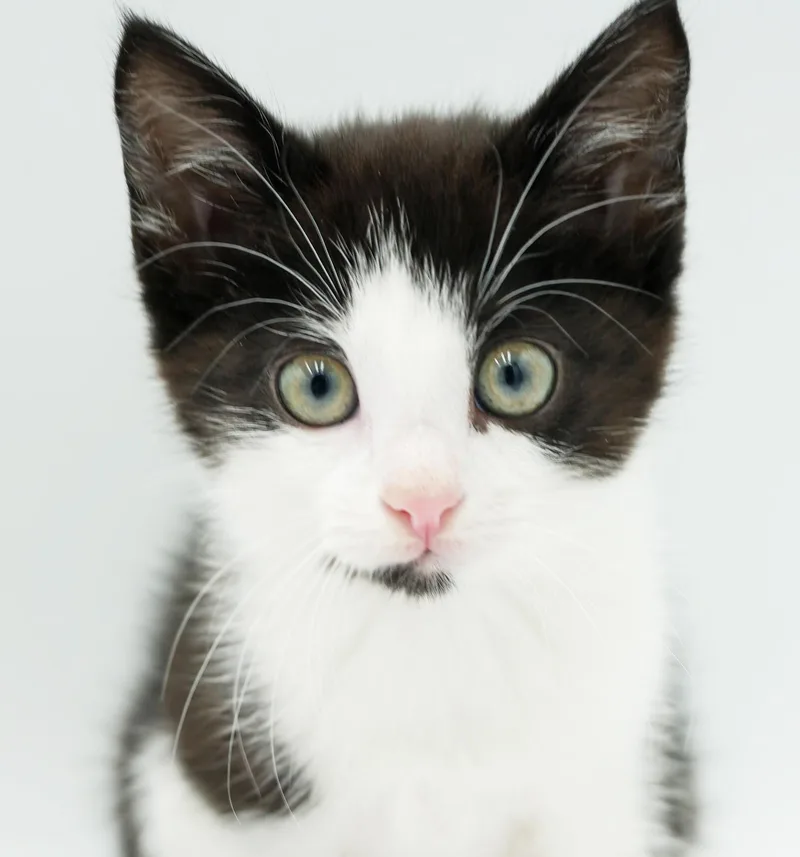 A baby small-sized male Black & White / Tuxedo Tuxedo cat named Shaggy is lookin' for for adoption in Bedford Hills, NY