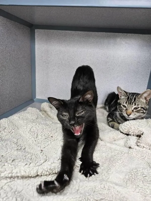 A baby small-sized female Domestic Short Hair cat named Fish for adoption in Skillman, NJ